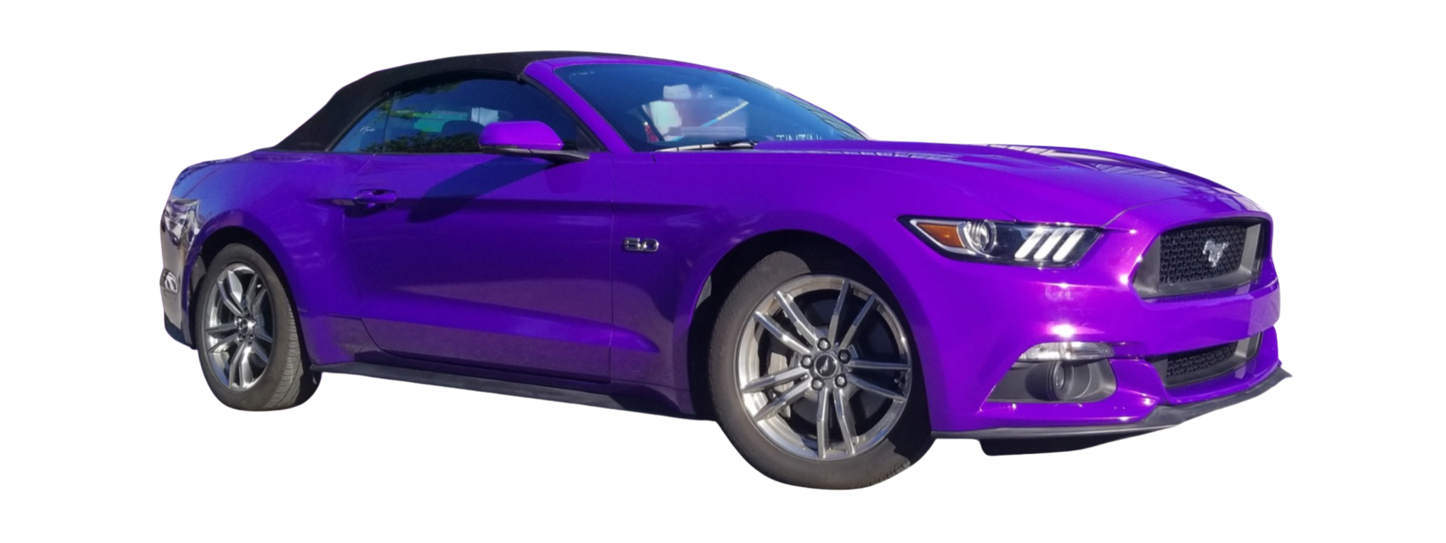 purple mustang purple mustang